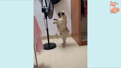 Funny Cute Dog is Dancing Very Nicely