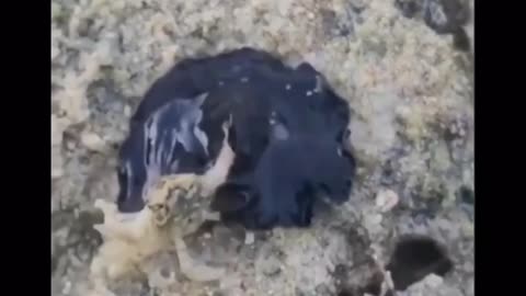 What is this? Black goo? Sea Anemone? Alien Life-form?