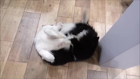 Border Collie Bites His Own Tail!