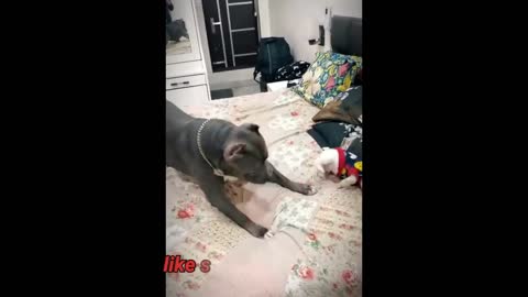 FRENCH BULLDOG TRIES TO FIGHT AMERICAN BULLY 🔥 AMERICAN BULLY VS PITBULL REAL FIGHT