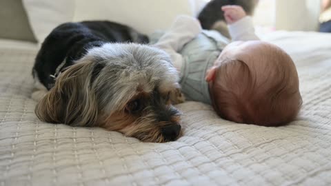 friendship of a baby and a dog