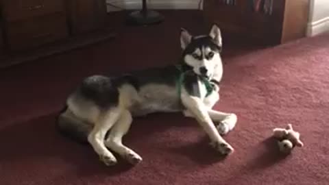 Husky holds harness in hilarious way