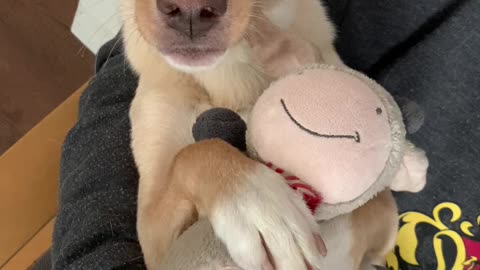 Puppy Trust Falls With His Favorite Plushie