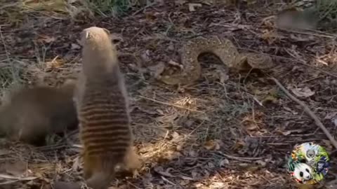 7 Moments of Serpent Attacks on Other Wild Animals