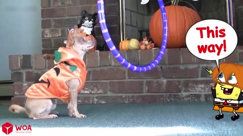 Funny Animal Videos 2023 #Dog #Funny #Cat