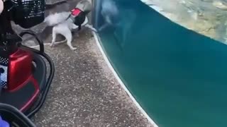 Dog is playing with Dolphin