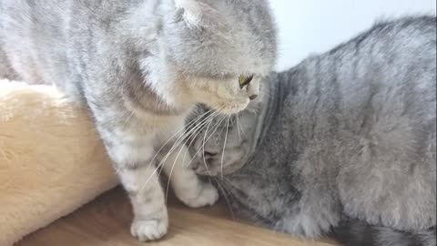 Family of cats with newborn kittens