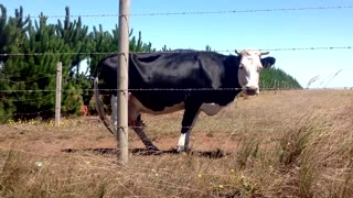 American Black Cow Waits Baby near fence