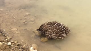 Echidna Goes For a Swim