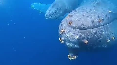 Super graceful whales