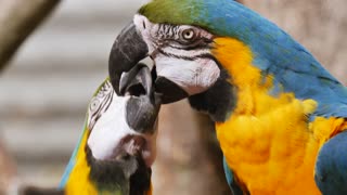 Parrot Ara