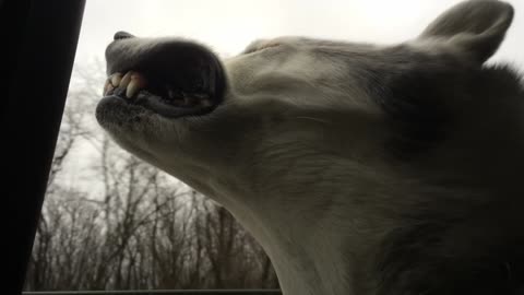 Husky hangs head out window, makes hilarious faces