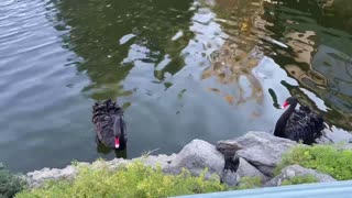 Black Swans at Swancourt Selma CA