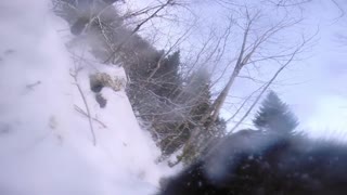 Alaskan Klee Kai, from a dogs point of view snow day ( part 1 )