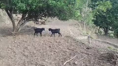 Crazy goat fight