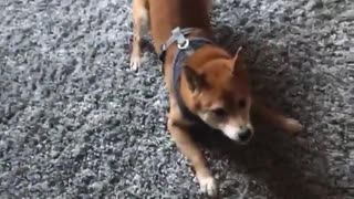 Dog chasing its tail and spinning in circles