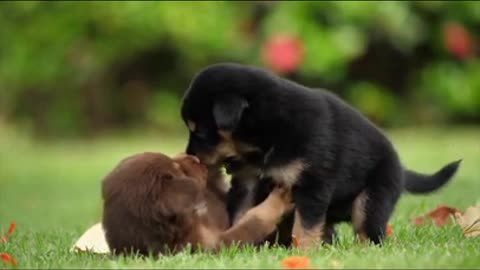 2 June 2021 cute puppies playing _Cute puppy video 2021