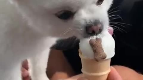 Cute Dogs Waiting and Happy to see Ice Cream Truck - Funny Dog Loves Ice Cream