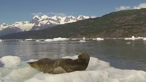 sea lion surprised by the photographer