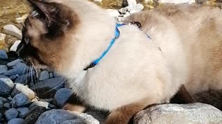 Picnic with a cat, who enjoys the river flow