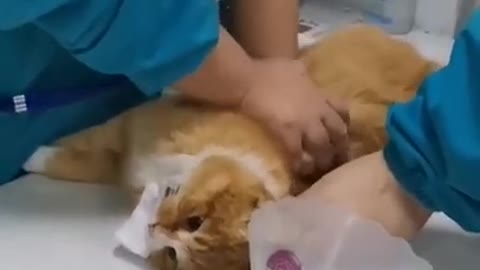 Wish that doctor could save this cat 😭