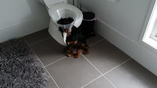 Suspiciously Quiet Pup Stuck in Pet Cone