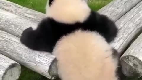 Watch the little panda climb