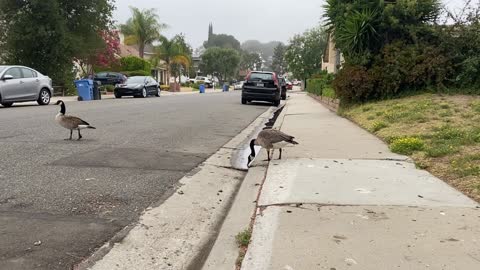 Day in the Life of Geese