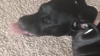 Black dog versus peanut butter