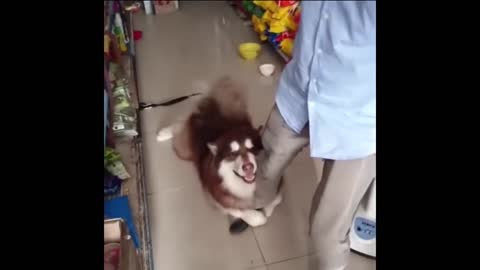 Cute dogs doing funny things
