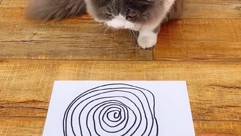 Funny cat plays along and gets hypnotized