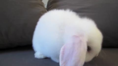 Bunny giving himself a bath is the cutest thing ever!