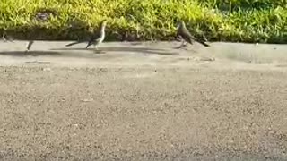 Mocking Birds Friendly Exchange