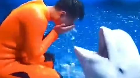 Dolphin funny moments