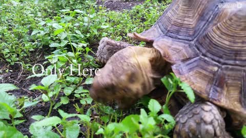 Tortoise inspires 1 minute poem