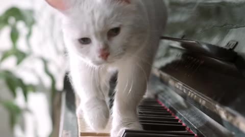 Cat pretending like playing piano..
