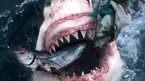 Um close na mordida de um tubarão branco