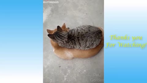 Cute Pets And Funny Animals Compilation #10 - Pets Garden
