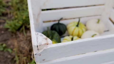 Amazing pumpkins