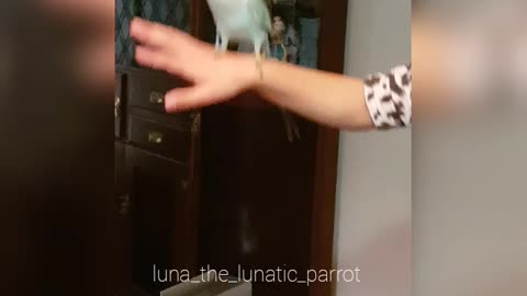 Dancing Bird