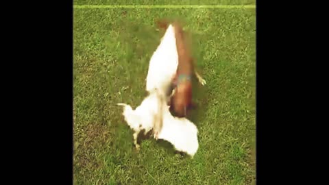 Dog And Hen Fight | Dog vs Hen Funny fight scene | Dog vs Hen
