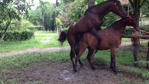 Wow!!! Horse mating | Amazing Man Breed bred Horse | How to bred Horse Part 5