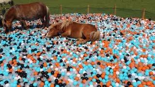 Surprising Miniature Ponies with a Ball Pool