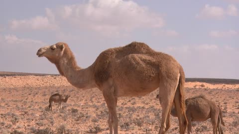 Beautiful camels in the Desert