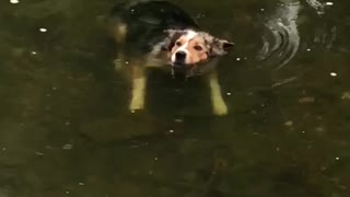 Chill Border Collie Loves Floating