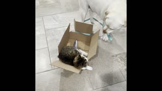 Doggy Takes Feline Friend on a Box Ride