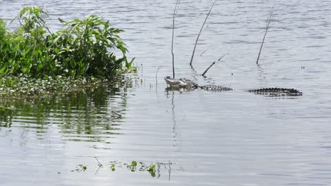 American alligator pops its jaw to make splash