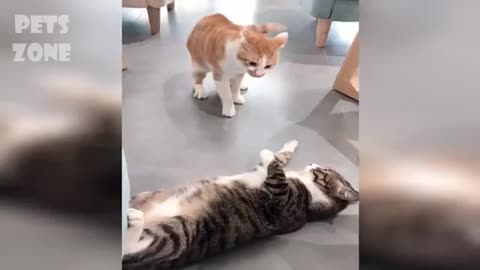 Funny Videos on Cats, Dogs and Birds