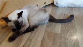 Sleeping Siamese cat