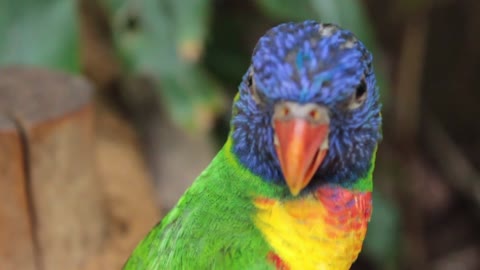 A beautiful parrot 1
